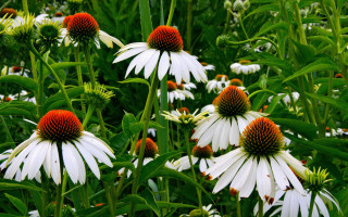 White red flower field impressionism - impressionism free wallpaper