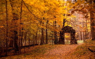 Woodland gate autumn leaves nature - a path free wallpaper for desktop