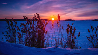 Sunset frozen lake tall grass - a sunset over a free wallpaper