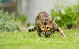 Cat grass yard bokeh blurry - david young cameron free wallpaper