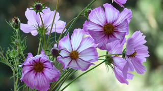 Purple flower vase outdoor macro - a table outside free wallpaper