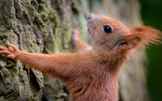 Red squirrel climbing tree branch - photograph free wallpaper for desktop