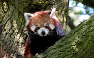 Red panda climbing tree sad - a sad look free wallpaper