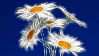 White flowers orange centers blue - white flower free wallpaper