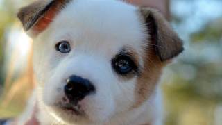 Puppy blue eyes woman hand - a womans hand free wallpaper