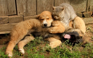 Cat dog furry art award - its head on free wallpaper