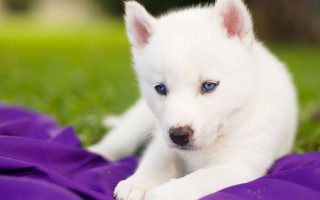 White puppy blue eyes purple 2 - a white puppy free wallpaper