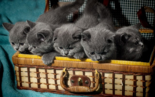 Kittens basket group blanket sharp - free cats wallpaper