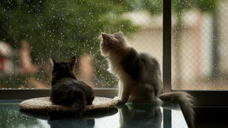 Cats table window rain impressionism - one cat free wallpaper