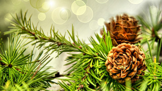 Pine cone branch bokeh folk - a pine tree branch free wallpaper