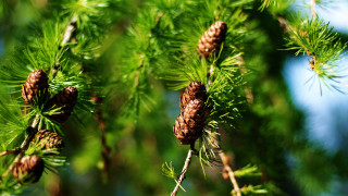 Pine cones close up blue - boetius adamsz bolswert free wallpaper for desktop