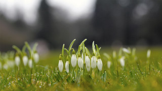 White flowers grass field trees - a field of grass free wallpaper for desktop