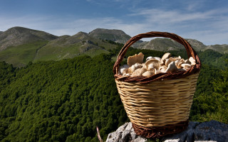 Mushroom basket rock mountains forest - nature free wallpaper