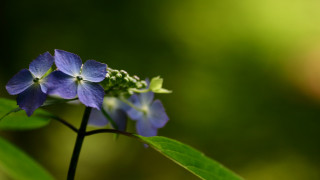 Blue flower green leaves blurry - a blue flower free wallpaper