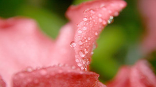Pink flower water droplets macro 26 - a pink flower free wallpaper for desktop