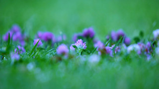 Purple flower bokeh garden macro - purple flower free wallpaper for desktop