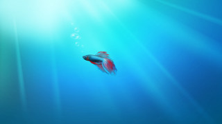 Fish swimming blue water bubbles 4 - a fish swimming free wallpaper