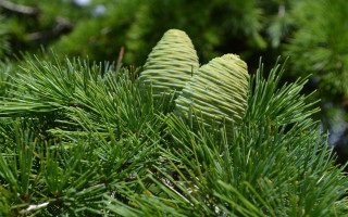 Pine needle closeup blue sky - needle and needles free wallpaper