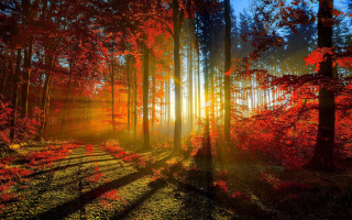 Forest sunbeam red leaves trail 2 - red leaf free wallpaper