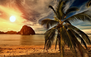 Palm tree beach sunset rock - beautiful landscape free wallpaper for desktop