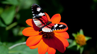 Butterfly flower garden macro blurry - the sun light free wallpaper for desktop