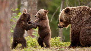 Three brown bears playing woods 2 - free animals wallpaper