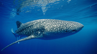 Large whale fish ocean sunny - underwater free wallpaper