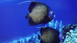 Black fish coral reef blue - aquirax uno free wallpaper