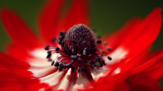 Red spider lily macro blurry - a black center free wallpaper for desktop