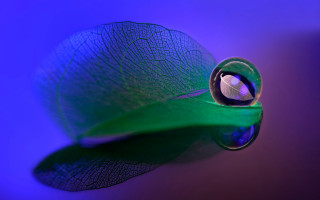 Green leaf water drop purple - end free wallpaper