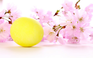 Lemon pink flowers white background - product photography free wallpaper