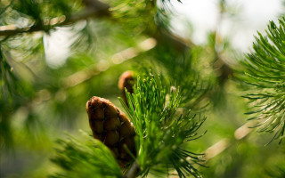 Pine cone branch green needles 2 - a pine cone free wallpaper
