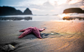 Starfish beach sunset rocks ocean - a starfish free wallpaper for desktop