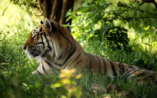 Tiger lying in grass bushes - a tiger free wallpaper for desktop