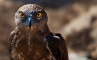 Bird of prey yellow eyes - egyptian art free wallpaper