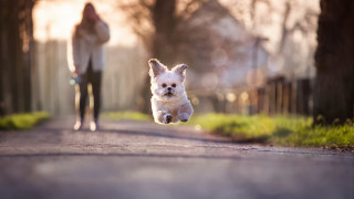 Small white dog running outdoors - a small white dog free wallpaper