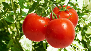 Three tomatoes garden water drops - green leaf and water droplets free wallpaper