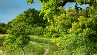 Dirt path forest trees grass - both side of it free wallpaper for desktop