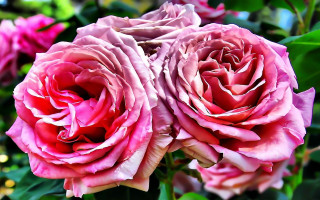 Pink roses green leaves bokeh 2 - free hearts wallpaper