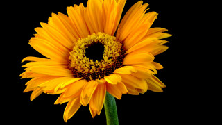 Yellow sunflower dionisius fireworks 3d - a sunflower free wallpaper