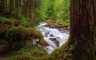Lush forest stream impressionist nature - nature free wallpaper