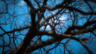Bare tree blue sky autumn - a few cloud free wallpaper for desktop