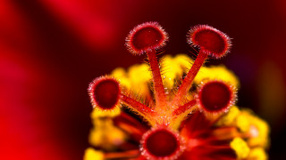Red yellow flower macro abstract - abstract free wallpaper for desktop