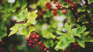 Berry branch snout bokeh nature - elinor proby adams free wallpaper for desktop