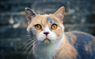Cat yellow eye brick wall - a yellow eye free wallpaper