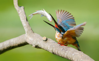 Bird open beak branch fish - its beak free wallpaper