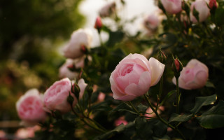 Pink roses garden bokeh macro 2 - a garden area free wallpaper