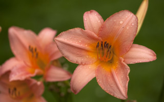 Pink flower water droplets macro 6 - a pink flower free wallpaper