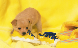 Puppy tennis shiba inu yellow - a yellow blanket free wallpaper
