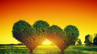 Heart shaped trees sunset red - a red sky in the background free wallpaper